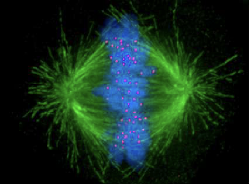 <ul><li><p>Metaphase</p></li><li><p>Green = Microtubules</p></li><li><p>Blue = DNA</p></li><li><p>Red = Kinetochores (anchor centromeres to microtubules)</p></li><li><p>Cells use <strong>microtubule dynamics</strong> + <strong>motor proteins</strong> to build spindle</p></li></ul><p></p>