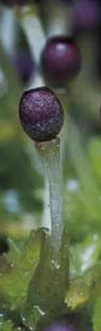 <p>Foot(2n): the sporophyte is permanently attached to the gametophyte, embedded in the archegonium/ transfer of material from the gamtophyte to sporophyte</p><p>Seta(2n): Acts as a supporting stalk that elevates the sporangium embed in the tissue from the gametophyte (hornworts lack this)</p><p>Capsule (2n): which is the sporangium that contains haploid spores, also aids in dispersal</p>