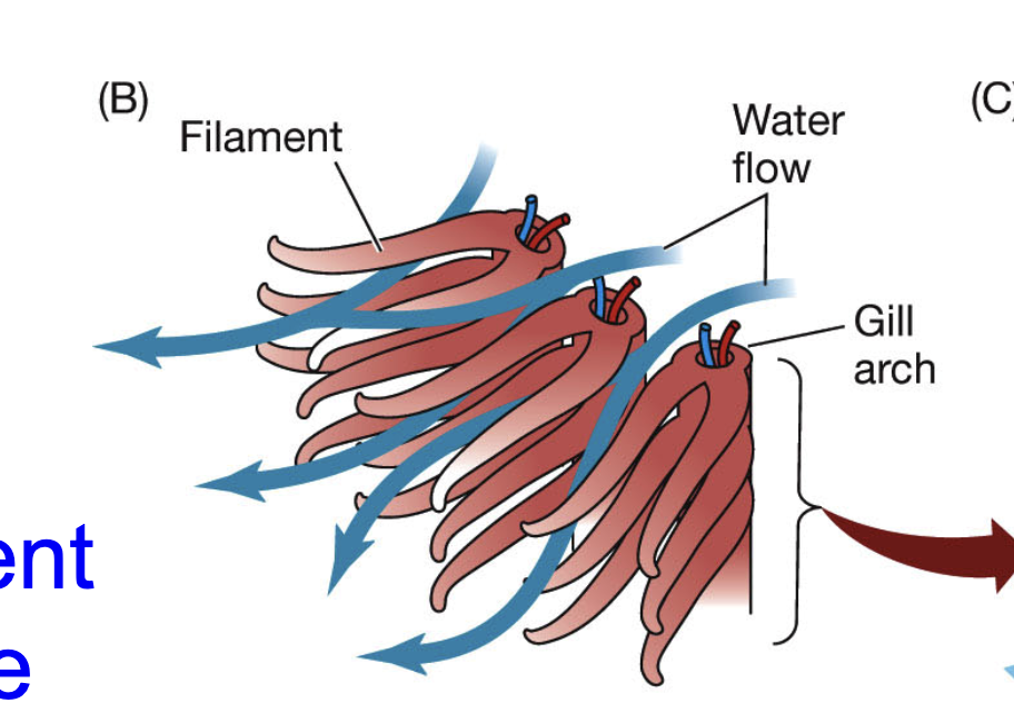 <p>thin, vascularized (has vessels or capilary beds that are one cell thick), high surface area</p>