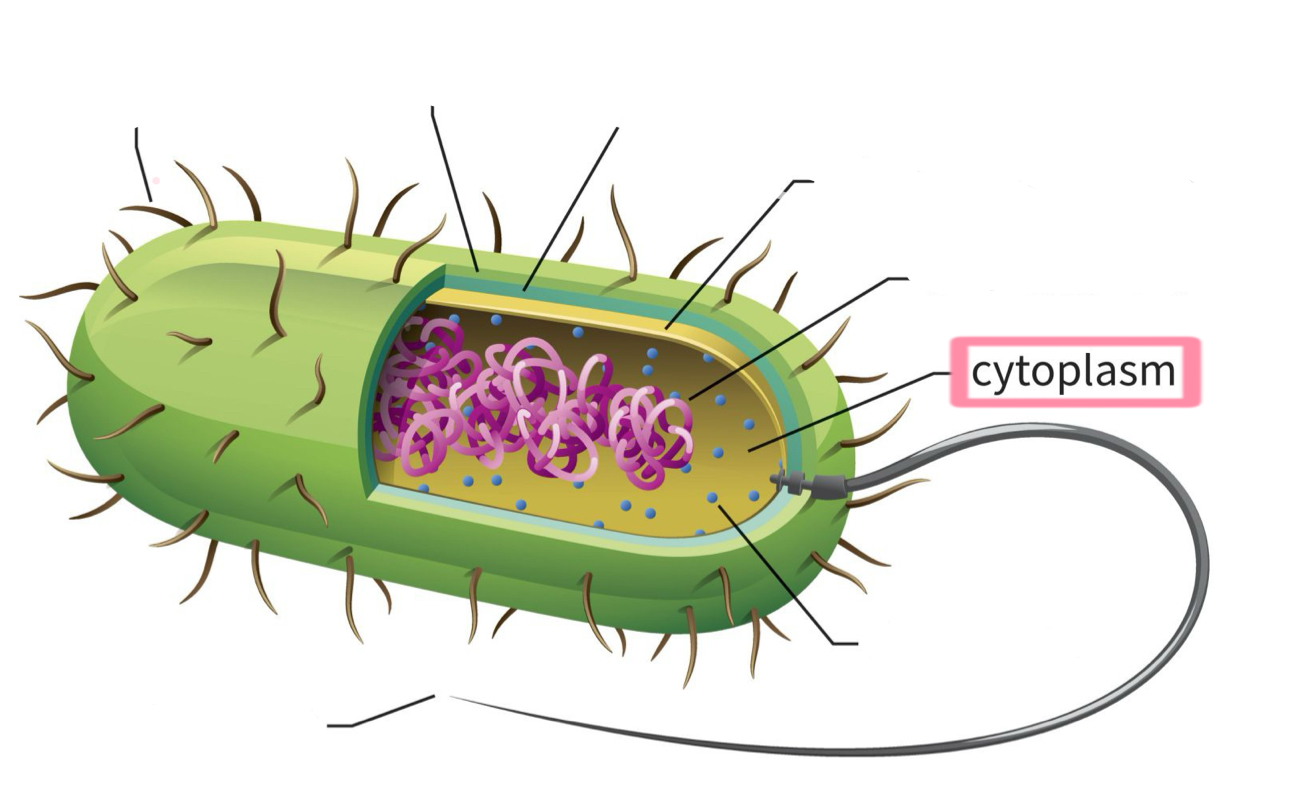 <p>Cytoplasm</p>