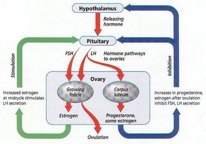 <p>- GnRH<br><br>- FSH<br><br>- LH<br><br>- Estrogen<br><br>- Progesterone</p>