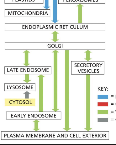 knowt flashcard image