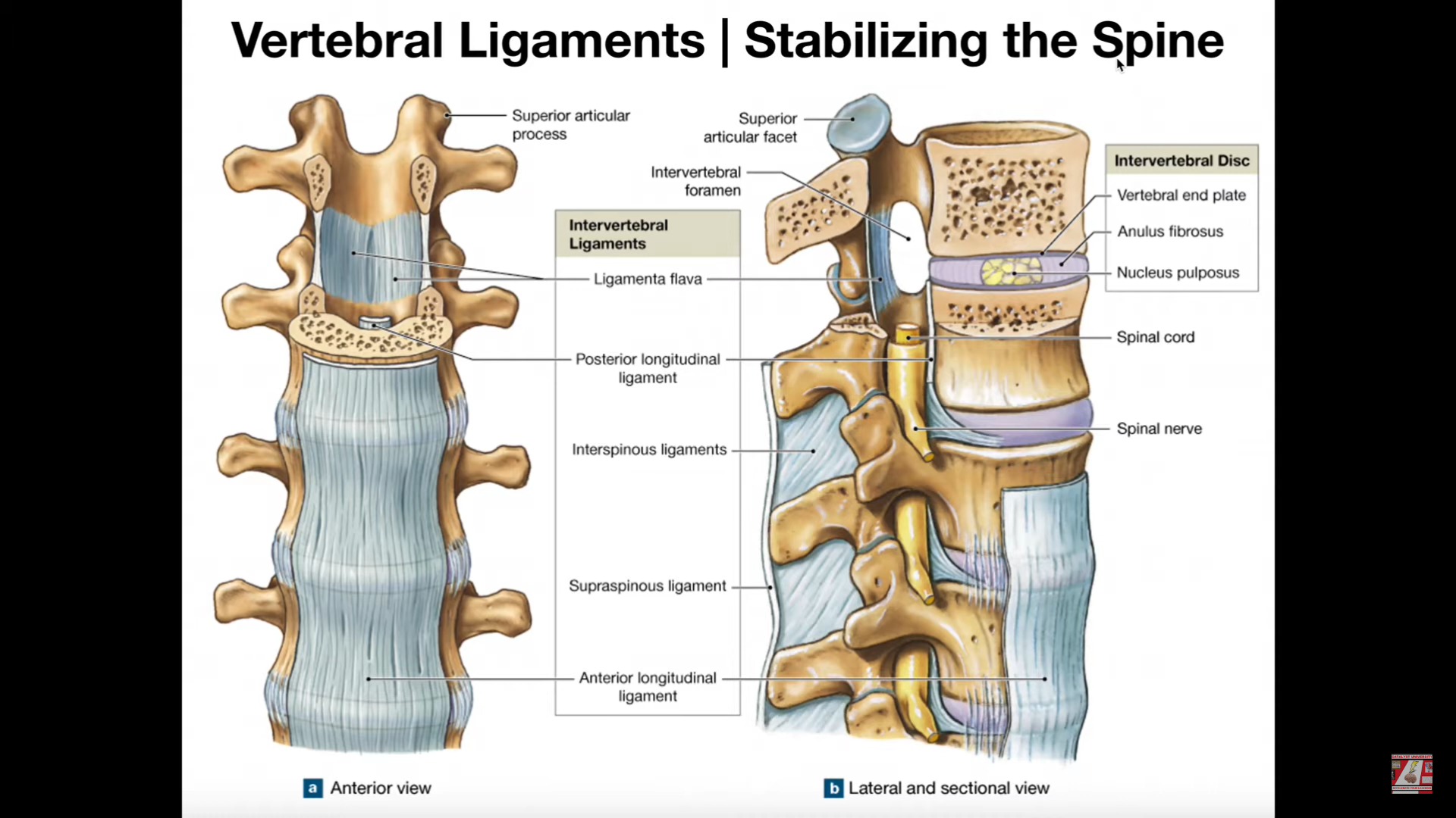 <p>Ligaments of the Spine</p>