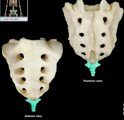 <p>Name this bone.</p>