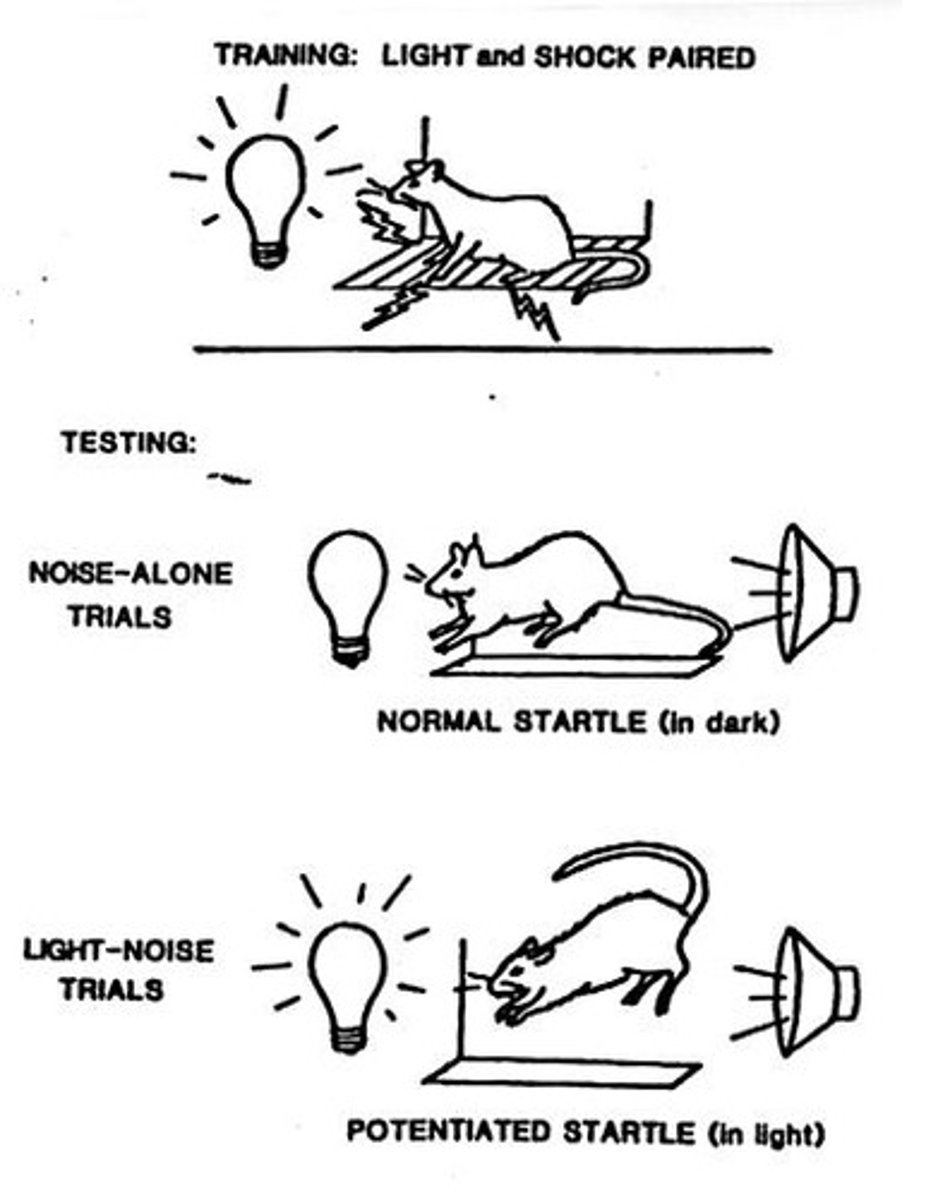 <p>Fear conditioning is a behavioral neuroscience method to study fear responses, involving fear-evoking situations and learned fear.</p>
