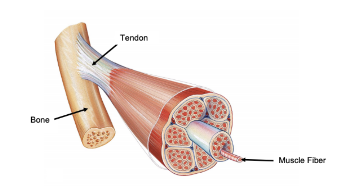 <p><span>&nbsp; </span></p><p>Tendon</p>