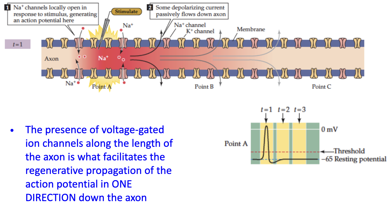 <ul><li><p><strong>Voltage-gated ion channels</strong> along the axon allow AP to <strong>regenerate</strong></p></li><li><p>Each new section of membrane depolarizes the next</p></li><li><p><strong>Unidirectional</strong> movement due to Na+ channel inactivation behind the AP</p></li></ul><img src="https://knowt-user-attachments.s3.amazonaws.com/b604e115-f45c-4ff6-b5b7-e038051448db.png" data-width="100%" data-align="center"><img src="https://knowt-user-attachments.s3.amazonaws.com/53ea925e-2052-45ee-95b3-206e6c12c0c7.png" data-width="100%" data-align="center"><p></p>