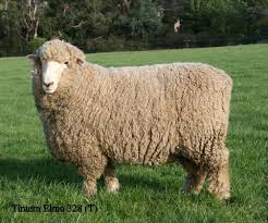 <p>long wool breed</p>