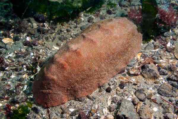 <p>Chitons</p>