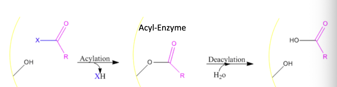 <p>what does chymotrypsin cleave</p>