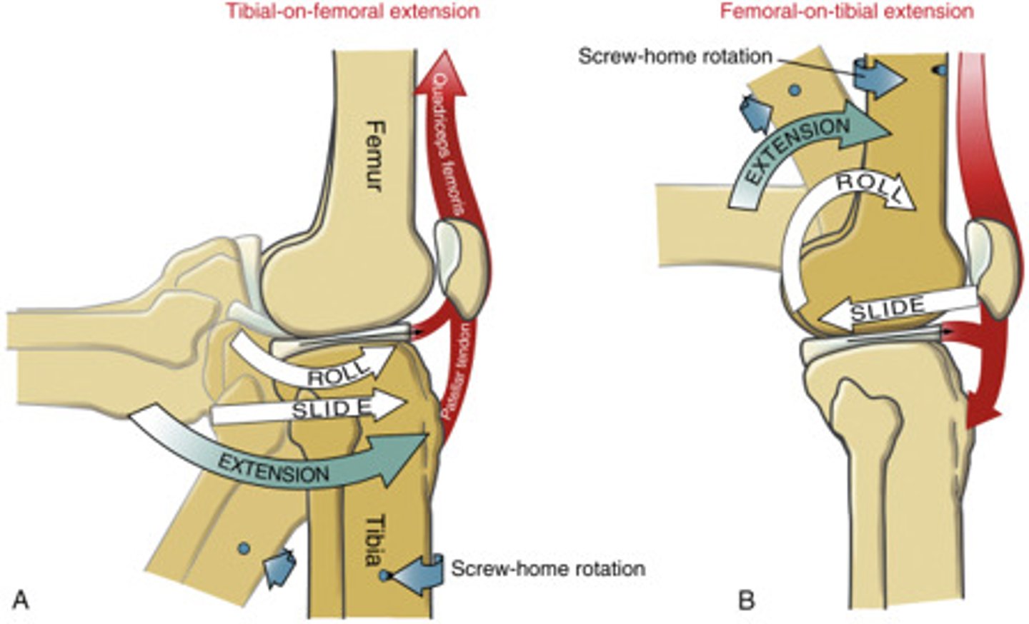 <p>Knee roll and glide</p><p>To improve joint arthrokinematics perform:</p><p>Anterior for extension/medial/lateral</p><p>Posterior for flexion</p>