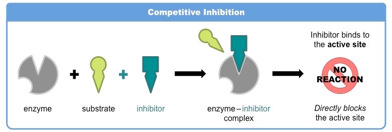 <p>competes with substrates by binding to the active site first, blocking it</p>