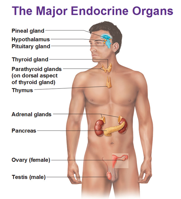 <p>What are the major endocrine glands?</p>