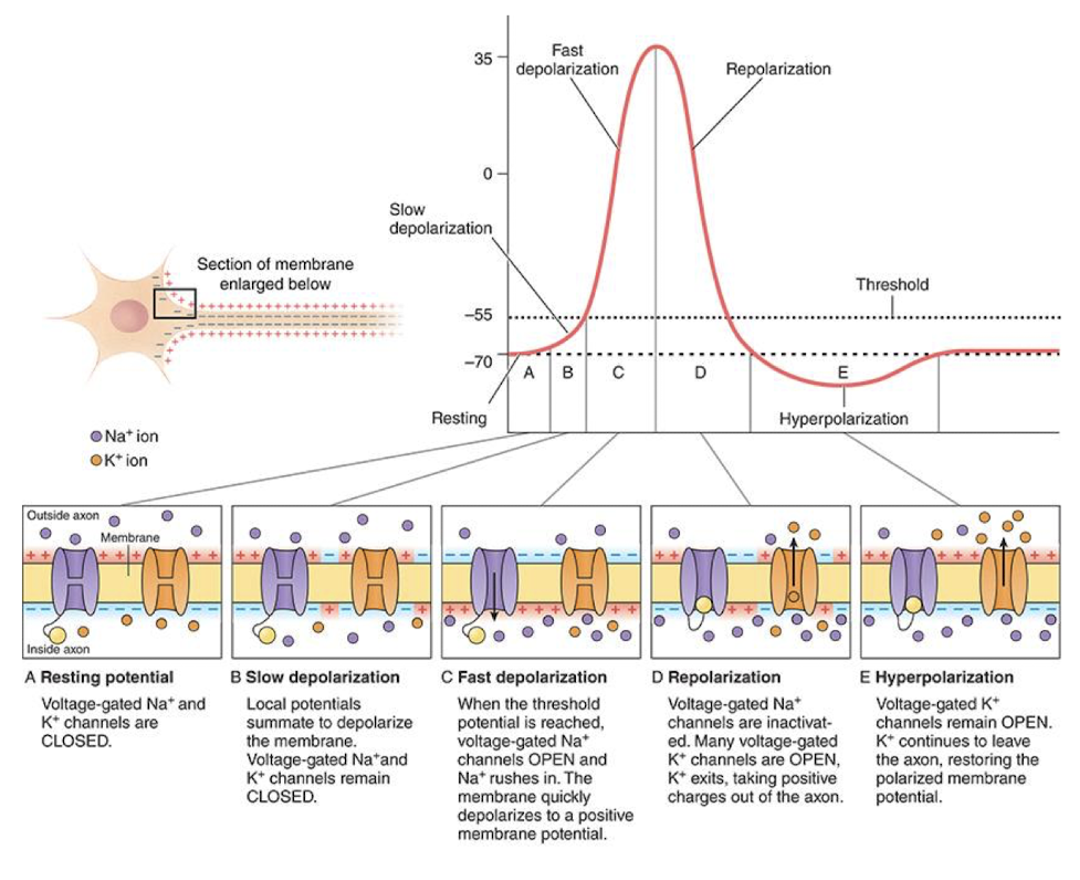 <ol><li><p><strong><u>Resting Potential</u></strong>: Voltage-gated Na+ and K+ channels are CLOSED. </p></li><li><p><strong><u>Slow Depolarization</u></strong>: Local potentials summate to depolarize the membrane. Voltage-gated Na+ and K+ channels remain CLOSED.</p></li><li><p><strong><u>Fast Depolarization</u></strong>: When the threshold potential is reached (-55 mV), voltage-gated Na+ channels OPEN and Na+ rushes in. The membrane quickly depolarizes to a positive membrane potential. </p></li><li><p><strong><u>Repolarization</u></strong>: Voltage-gated Na+ channels are inactivated. Many voltage-gated K+ channels are OPEN, K+ exits, taking positive charges outside of the axon. </p></li><li><p><strong><u>Hyperpolarization</u></strong>: Voltage-gated K+ channels remain OPEN. K+ continues to leave the axon, restoring the polarized membrane potential. </p></li></ol><p></p>