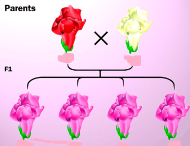 <p><span>These traits show another pattern in the heterozygote.  The heterozygote is a blend of each homozygous parent.</span></p>