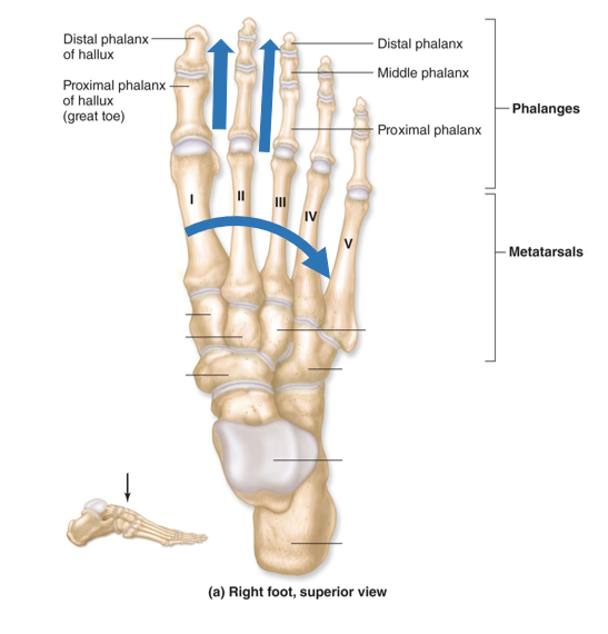 <p>-Hallux: big toe *has only a proximal and distal phalanx</p><p>-each of the other toes has 3 phalanx (proximal, middle, and distal) just as fingers do</p>