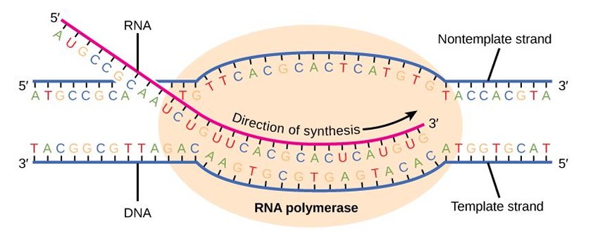 <p>In transcription, DNA does not produce proteins directly.</p><p>One strand of DNA must first be copied into a <strong>_________</strong>.</p><p></p>