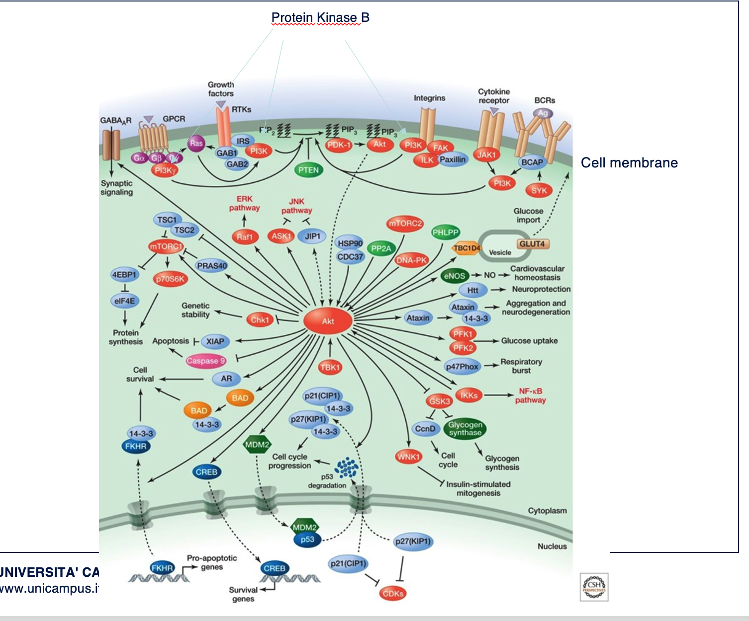 <p>This is a scheme of activity of protein kinase B .</p><p>The pathway begins with fosphorilation of PI3K (phosphatitylinositol 3 Kinase) then fosphorilation of phosphotydilinositol#,4,5-triphosphate (PIP3) the second messanger.</p><p>Downstream response(by Akt) include cell survival, growth, proliferation,cell migration, and angiogenesis.Impairment is linked to cancer and type II diabetes.</p><p>T<strong>he key information is that the first signalling event (binding of molecules to surface receptors) &nbsp;is followed by a cascade of events mediated by second messengers able to amplify (promoting or repressing) the response</strong>. Knolewdge of the complex network of interactions between molecules help to use and deisgn drugs to impairepathological processes.</p><p></p>