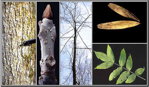 Blade: Pinnate-compound, 7 to 11 leaflets, serrate with small incurved teeth, rust colored fine hairs at base
Reproductive: Dark-brown to black bud, leaf scar is oval below the bud
Bark: reddish-brown/grey, small irregular furrows, not as distinct diamond patterned