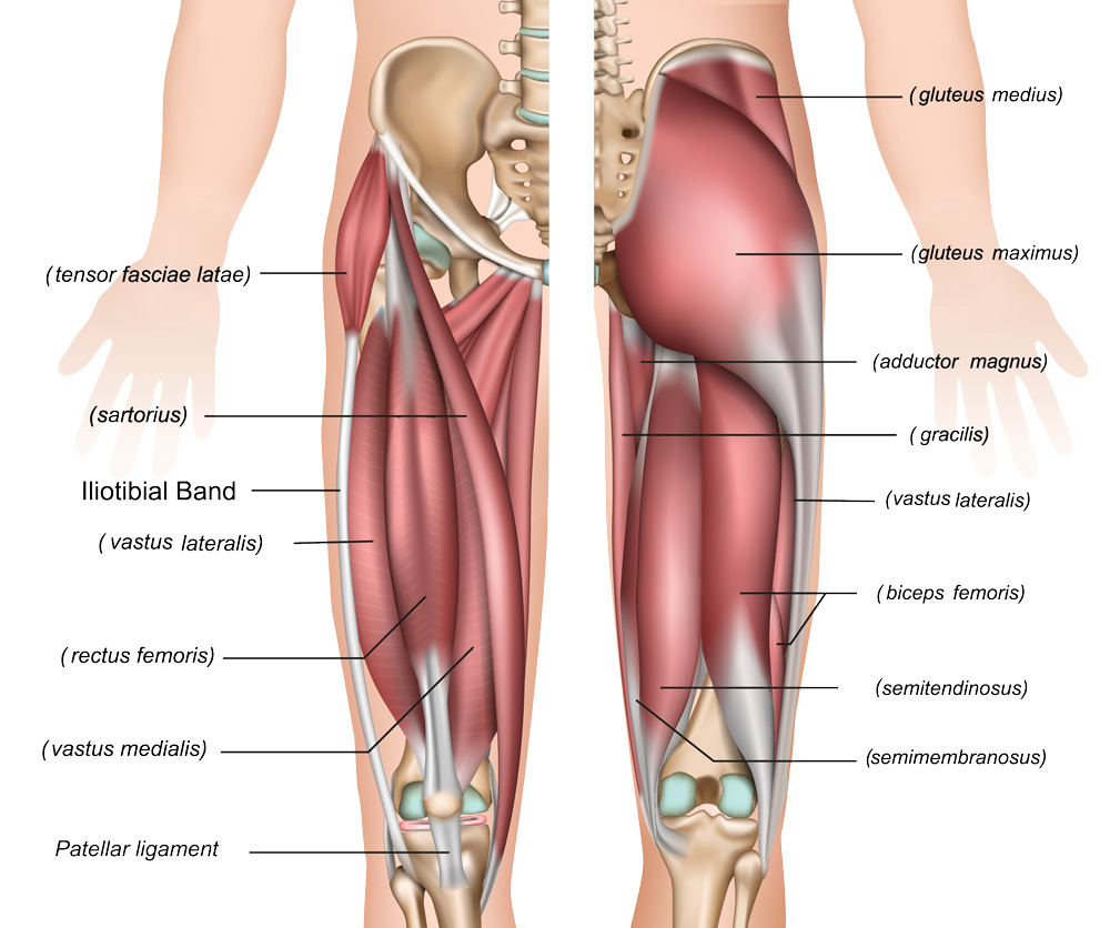 <p>What muscle runs behind and medial to the semitendinosus?</p>