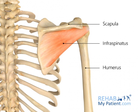 <p>Infraspinatus</p>