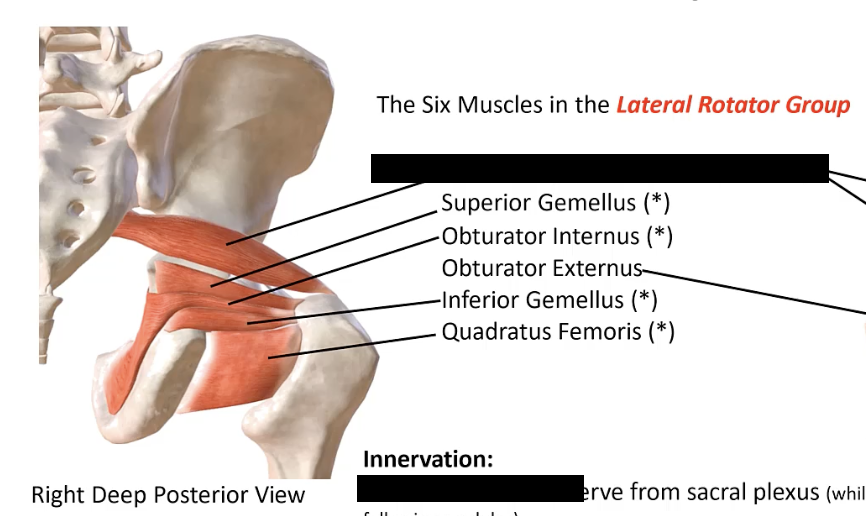 <p>A deep muscle located in the gluteal region, originating from the sacrum and inserting into the greater trochanter of the femur.</p>