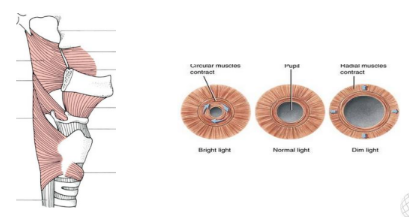 <p><strong>:</strong></p><ul><li><p><strong>Function:</strong> These muscles narrow or constrict openings.</p></li><li><p><strong>Examples:</strong> Muscles in the digestive tract that help propel food, muscles in the blood vessels that regulate blood flow.</p></li></ul><p><strong>:</strong></p><ul><li><p><strong>Function:</strong> These muscles widen or dilate openings.</p></li><li><p><strong>Examples:</strong> Muscles in the iris of the eye that control pupil size, muscles in the respiratory tract that help regulate airflow.</p></li></ul><p></p>