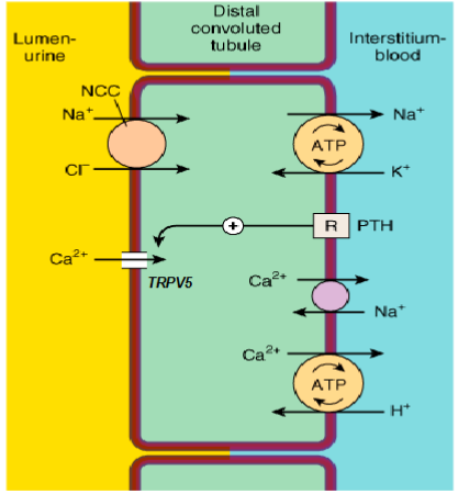 <p>Contains sodium-chloride co-transporter (NCC) that bring 1 Na+ and 1 Cl- from the lumen into the cell.</p><p>Contains sodium-potassium ATPase.</p><p>Mediates reabsorption of luminal Ca2+ via ion-specific Ca2+ channels (TRPV5). They can then cross the distal tubule basolateral membrane via specific Na+/Ca2+ exchangers and Ca2+ ATP-ases that exchange Ca2+ for H+.</p>