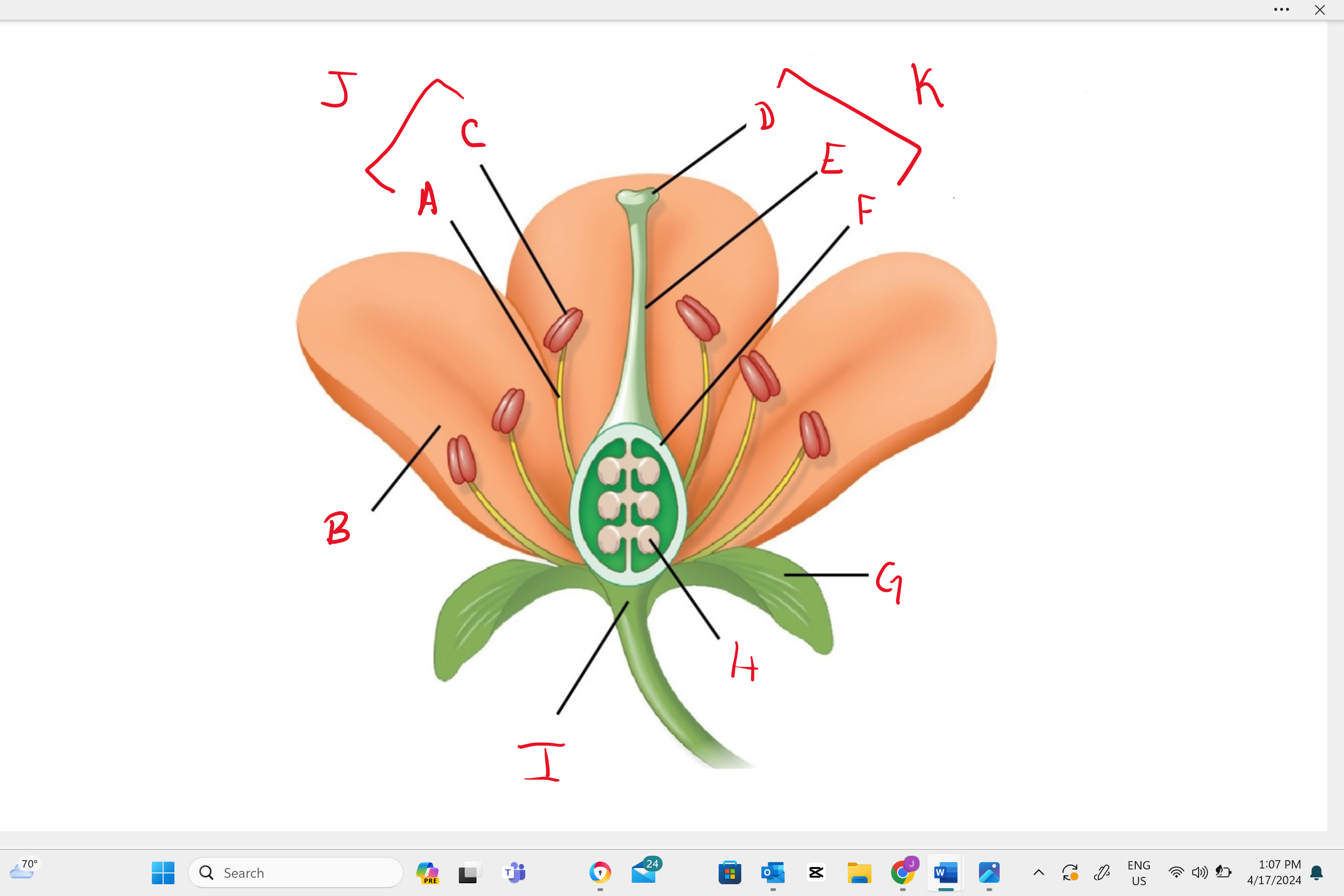 <p>Identify structure “h”</p>