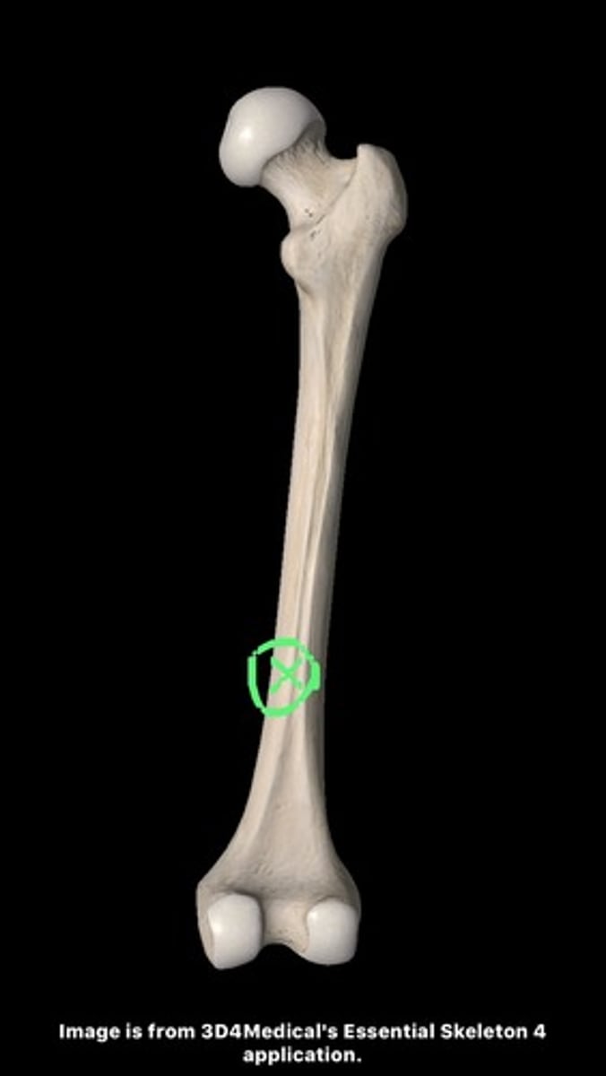 <p>located about midshaft level on the posterior surface of the bone, adjacent to or on the LINEA ASPERA</p>