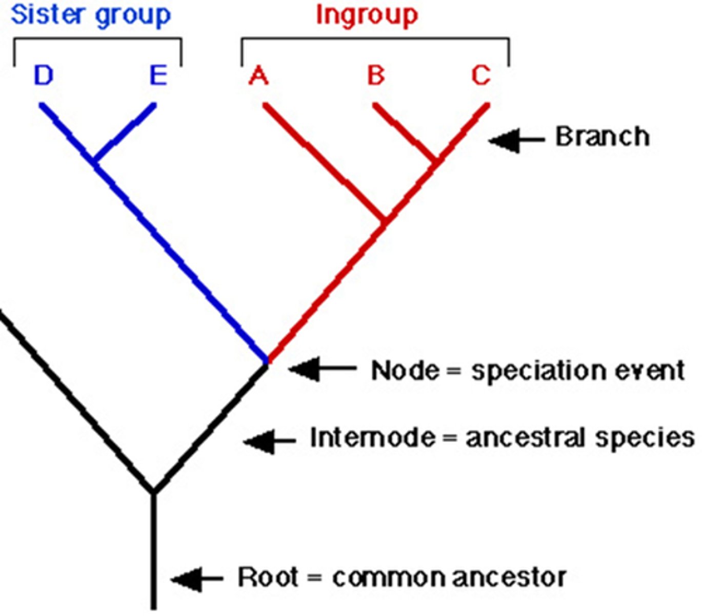 <p>the branching points on a cladogram (T). This represents the point at which the ancestral species split to form two or more clades</p>