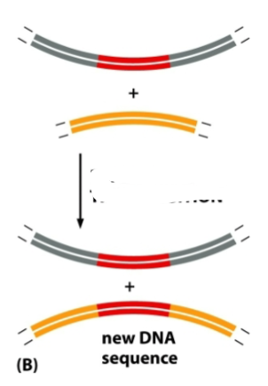 <p>What is this a diagram of</p>