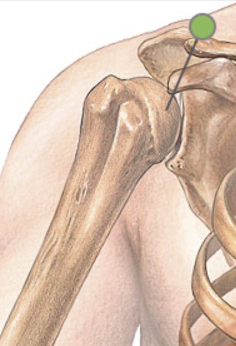 <p>Which bone landmark of the humerus is a round smooth dome at the end?</p>