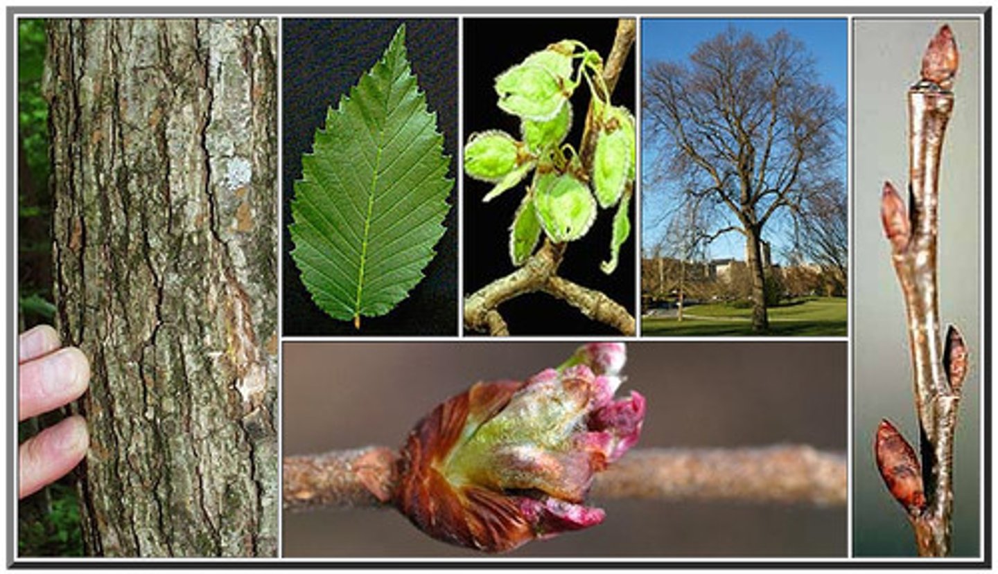 <p>Alternate, oval, pointed leaves have doubly toothed margins. leaf ends do not match up at base</p>