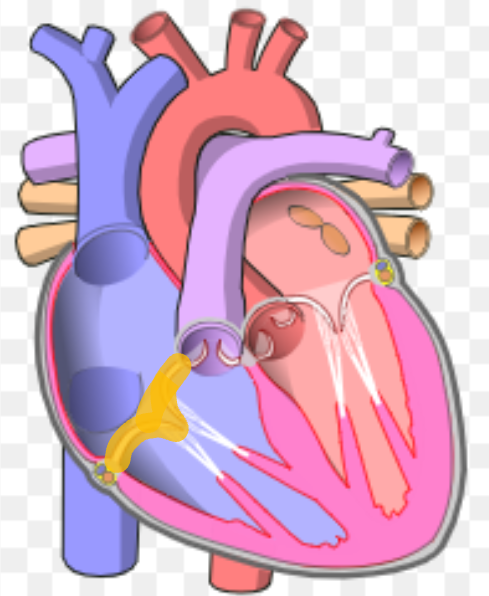 <p>What is the name the highlighted portion of the heart?</p>