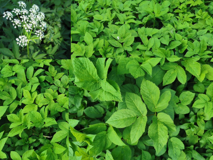 <p>går använda i matlagning ungefär som spenat. </p>