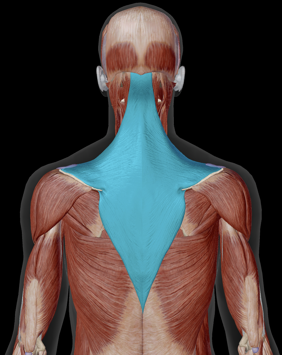 <p>What action does the upper fibers of trapezius do?</p>