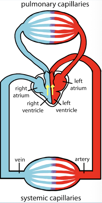 <p>Blood flow in the heart</p>