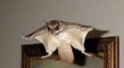 <p>Glaucomys sabrinus</p>