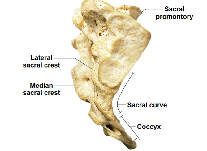 <p>remnant of fused spinal processes </p>