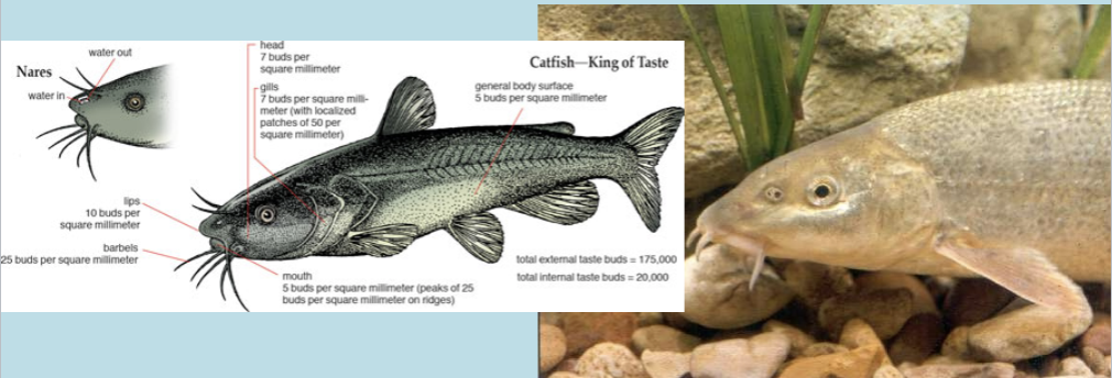 <ul><li><p>Fish have taste buds in their mouth, on their lips, tongue, and on their body and fins.</p></li><li><p>Many fish will have barbell (whisker-like projections) around their mouth which will also have taste buds.</p></li><li><p>Fish taste buds have the ability to distinguish the difference between sweet, sour, salty, and bitter &gt;&gt;&gt;&gt; some scientists said&lt;&lt;</p></li></ul>