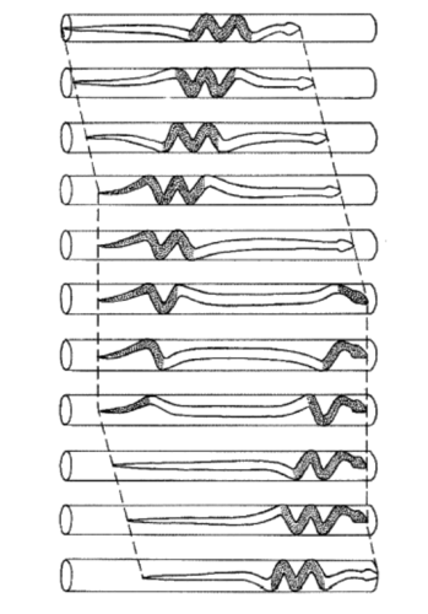 <p>-Posterior part of body forms curve that press laterally, anchoring the back of the snake against a wall</p><p>-Anterior portion extends forward</p><p>-Anterior portion forms lateral curve and anchors the anterior end of the snake, while the posterior end is released and drawn forward</p><p>-Used when in tight spaces with a little bit of lateral movement</p>