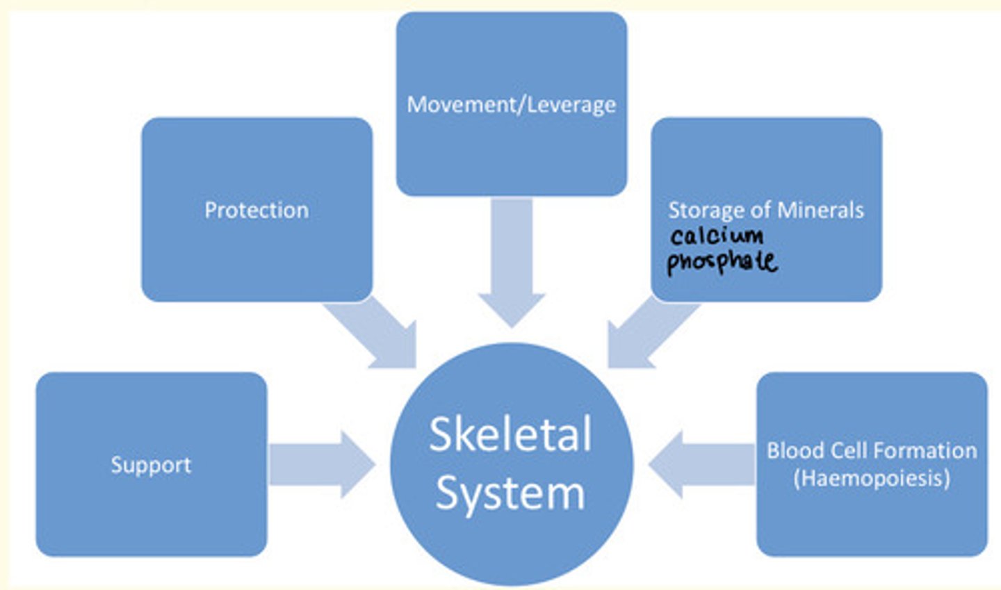 <p>1) Protection</p><p>2) Support</p><p>3) Movement/leverage</p><p>4) Storing minerals</p><p>5) Haemopoiesis</p>
