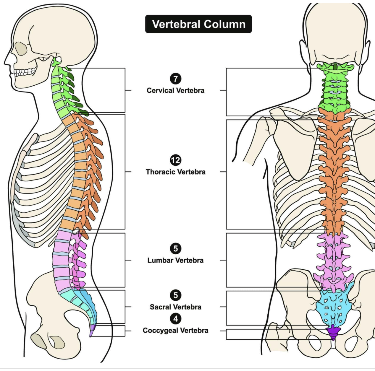 <ul><li><p>7 cervical</p></li><li><p>12 thoracic</p></li><li><p>5 lumbar</p></li><li><p>sacrum - 5 fused bones</p></li><li><p>coccyx- inferior to the sacrum</p></li></ul>