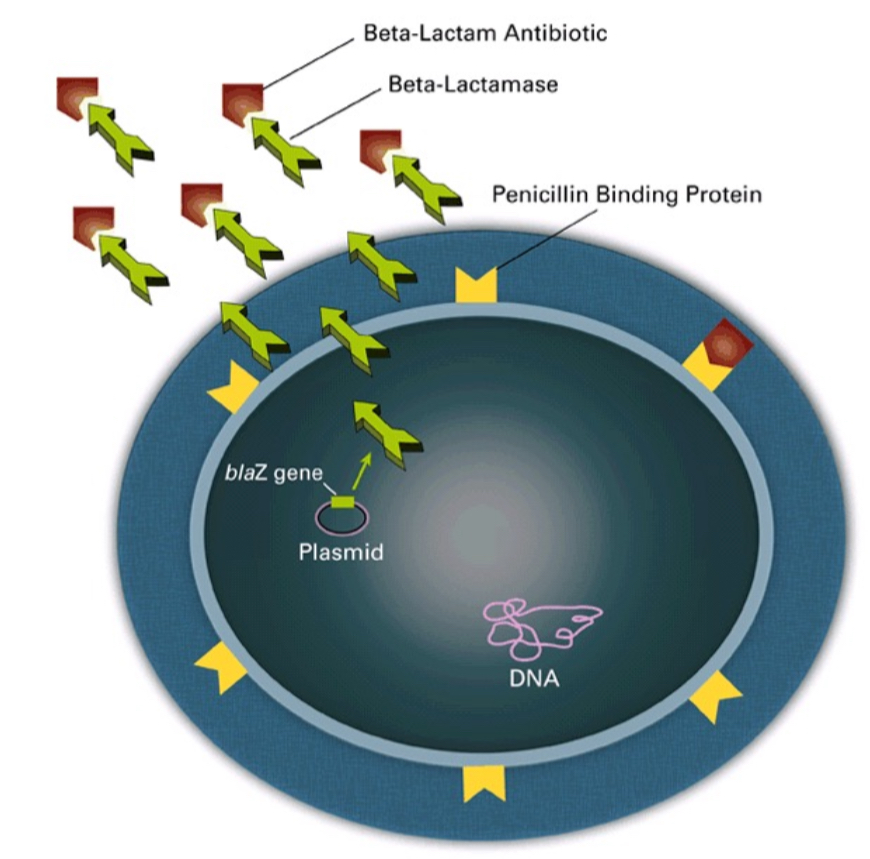 <p>Enzyme produced by bacteria and used to destroy (chew up) penicillin. Breaks bond in B-lactam ring of penicillin to disable molecule. Bacteria with this enzyme resists effects of penicillin and other B-lactam antibiotics.</p>