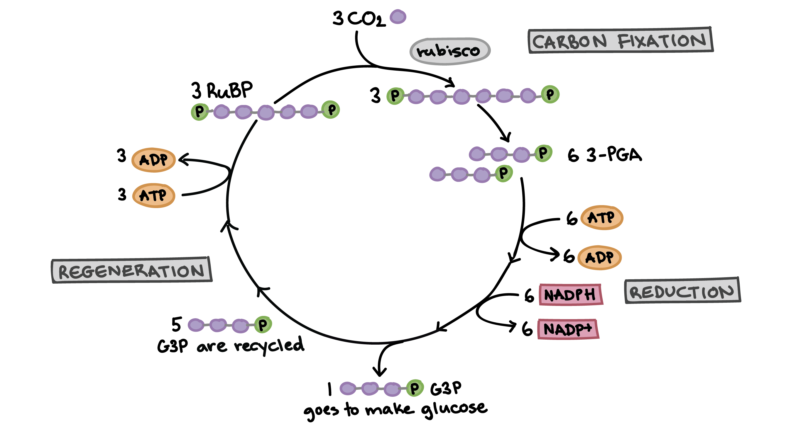 <ul><li><p>Fixation of carbon dioxide</p></li><li><p>Reduction of PGA (3-phosphoglycerate) to G3P (Glyceraldehyde-3-Phosphate)</p></li><li><p>Regejneration of RuBP (Ribulose 1,5-biphosphate) from G3P</p></li></ul><p></p>