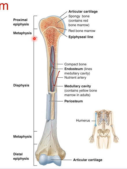 <p>diaphysis is the longest part of the shaft of the bone</p>