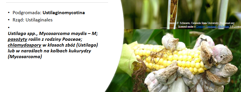 <p>Mycosarcoma maydis</p><p>Gr.: BASIDIOMYCOTA</p><p>Podgr.: USTILAGINOMYCOTINA </p><p> Kl.: Ustilaginomycetes </p><p> Rz.: Ustilaginales </p>