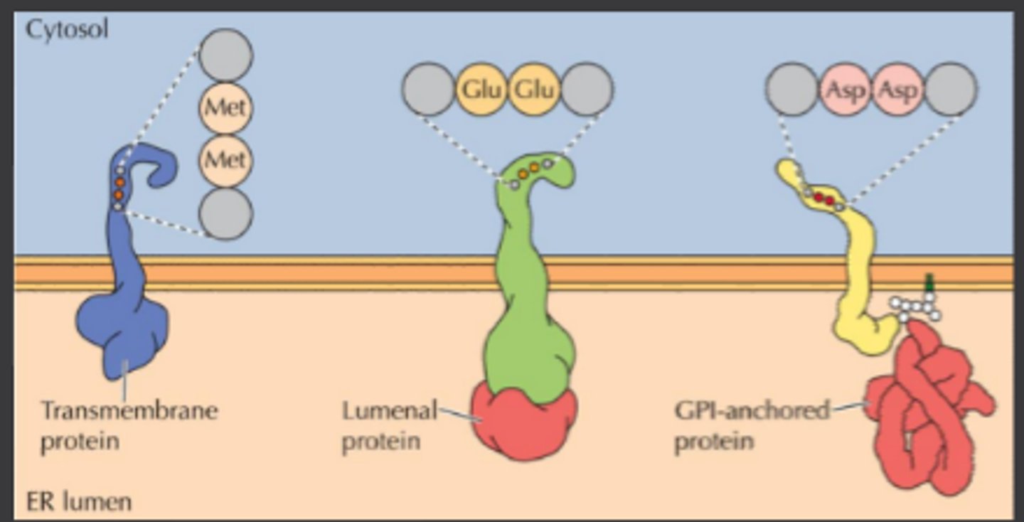 <p>Transmembrane proteins:</p><p>-Di-acidic or di-hydrophobic signals bind to cytosolic adaptor proteins</p><p>-Also act as receptors for lumenal and GPI-anchored proteins</p><p>Lumenal proteins:</p><p>-Signal patch, conformation or default pathway</p><p>GPI anchors:</p><p>-Recognized by the GPI anchors</p><p>Di-acidic = Asp-Asp or Glu-Glu</p><p>Di-hydrophobic = Met-Met</p><p>Asp = aspartic acid</p><p>Glu = glutamic acid</p><p>Met = methionine</p><p>GPI=glycosylphosphatidylinositol</p>