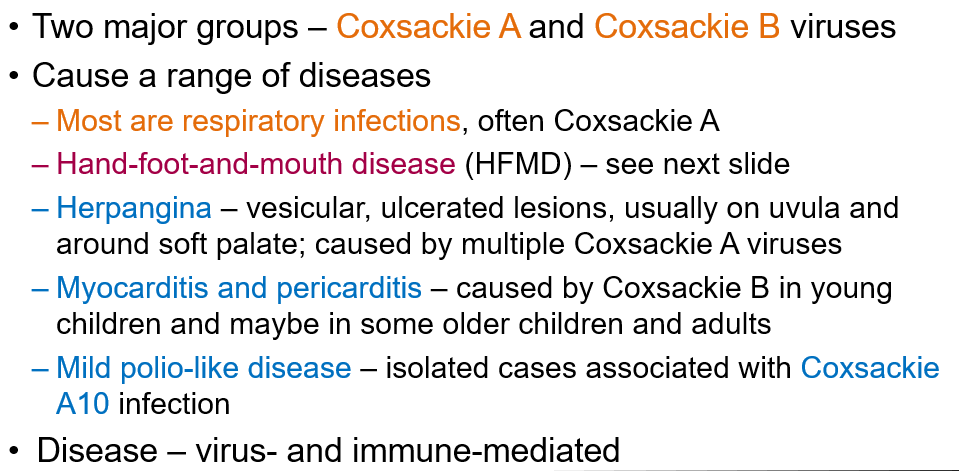 <p>Coxsackie viruses are divided into <strong>Group A</strong> and <strong>Group B</strong>. Most are <strong>respiratory infections, </strong>often Coxsackie A</p><ul><li><p><strong>Respiratory infections</strong> (mostly Coxsackie A)</p></li><li><p><strong>Hand-foot-and-mouth disease</strong></p></li><li><p><strong>Herpangina</strong> (vesicular lesions)</p></li><li><p><strong>Myocarditis and pericarditis</strong> (Coxsackie B)</p></li><li><p><strong>Mild polio-like disease</strong> (Coxsackie A10)</p></li></ul><p></p>